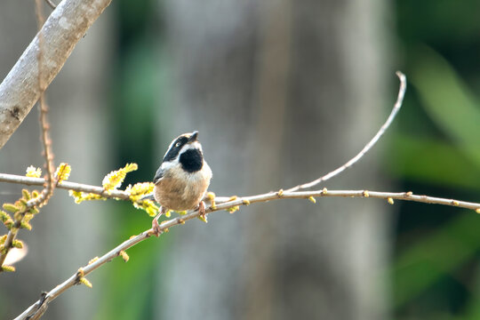 Black-throated bushtit or Aegithalos concinnus or black-throated tit in Binsar in Uttarakhand, India