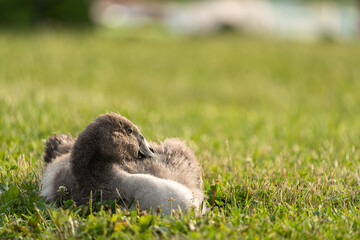 Junger Schwan, Juli in Uster am Greifensee, Kanton Zürich, Schweiz