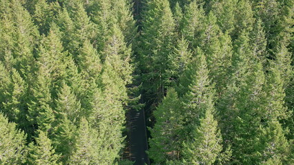 Obraz premium Drone dense green forest with stretching road. Serene asphalt lane at greenery