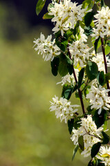 Lovely White Spring or Summer Flowers or Blooms on Ornamental Flowering Dangling from Tree Branch Framing Light Green Background-Border, Frame, Background, Backdrop