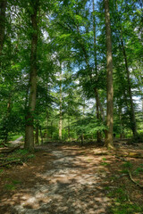 Wanderweg im Diersfordter Wald bei Wesel