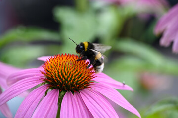 Bumblebee