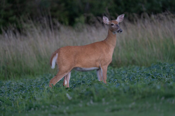 deer in the woods
