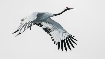 Obraz premium A realistic vector illustration of a graceful crane in flight, isolated on a simple white background.
