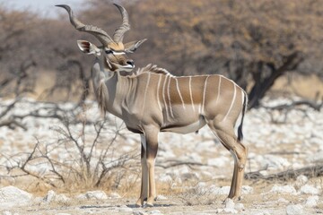 Antelope Kudu - Male African Safari Animal in Etosha National Park, Namibia Habitat