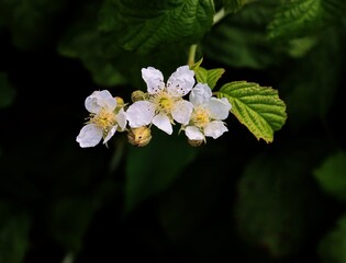 white flowers of wild bush blumbery close up