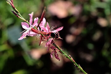 pretty small pink flowers of gaura plant close up