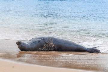 Monk seal basking upside down on sandy beach near ocean shore