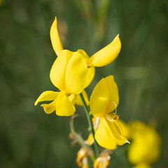 A Weaver's Broom Flower