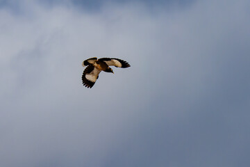 A Myna at Flight