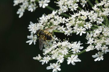 The Batman hoverfly (Myathropa florea)