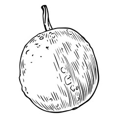 Pumpkin sketch. Ripe vegetable. Healthy vitamin food. Farm product. Harvesting. Hand drawn vector line illustration.