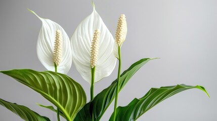 Obraz premium Peace Lily: A Symbol of Tranquility