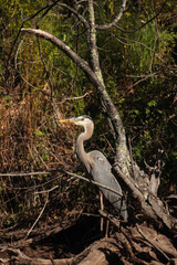 Great Blue Heron standing on a dead submerged shoreline tree in the Wisconsin River, Oneida County, Wisconsin, fishing in the late afternoon May sunshine
