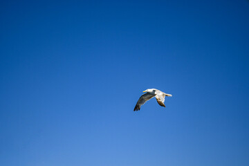 Seagull is soaring through a clear blue sky, its wings outstretched in a graceful glide