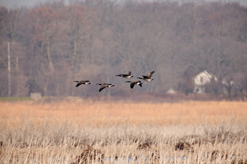Five Canada geese flying low over the Horicon National Wildlife Refuge, Wisconsin, on an early November morning, as they prepare for their autumn migration
