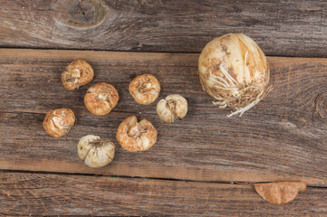 Fritillaria bulbs  . Flat lay