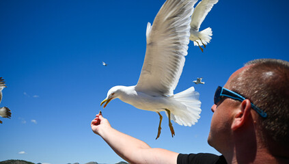 Male tourist feeding a seagull while standing on a boat sailing the adriatic sea