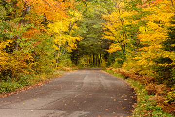 The changing colors of the autumn northwoods contrast with the tree trunks along the  campground road within the Crystal Muskellunge State Park, near Sayner, Wisconsin on a late September afternoon.