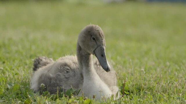 Cute Young Swan Resting on Grass in the Evening Sun in July in Switzerland