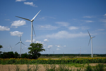 Sunflowers growing in a field with wind turbines generating clean energy on a sunny day