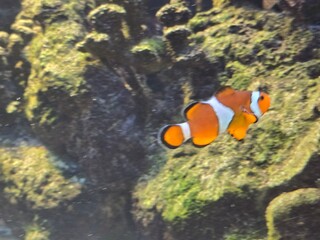 fish in aquarium