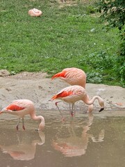 pink flamingos in the water