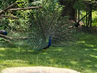 Obraz premium peacock in the park