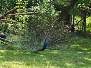 peacock in the park