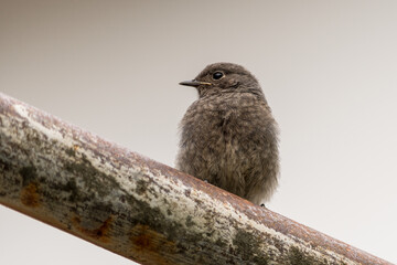 Phoenicurus ochruros, a small passerine bird perched on a rusty iron pipe, outdoor.