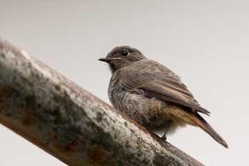 Obraz premium Phoenicurus ochruros, a small passerine bird perched on a rusty iron pipe, outdoors.