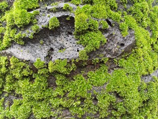 moss on tree