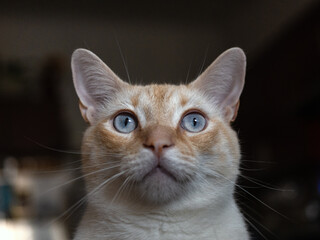 close up portrait of a orange and white cat