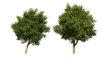 A green lemon tree png