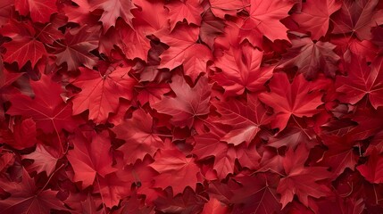 Aerial view of red maple leaves in autumn