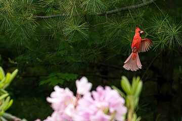 Red male cardinal with red feathers