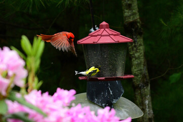 Red male cardinal with red feathers
