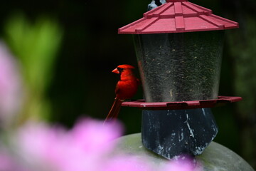 Red male cardinal with red feathers