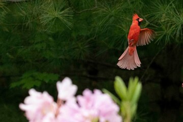 Red male cardinal with red feathers