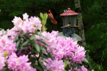 Red male cardinal with red feathers