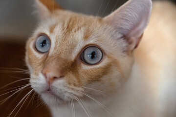 portrait of a silly cat