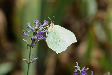 Common brimstone butterfly (Gonepteryx rhamni) sitting on lavender in Zurich, Switzerland