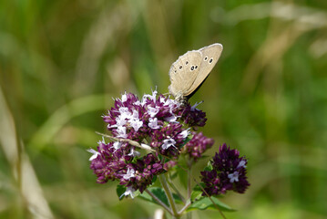 Ringlet (Aphantopus hyperantus) butterfly sitting on a pink flower in Zurich, Switzerland
