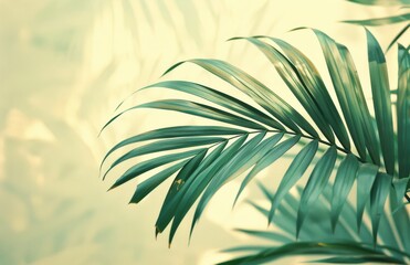 Fototapeta premium Lush Green Palm Fronds Against a White Background