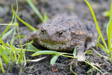 common toad