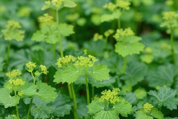 Lady's Mantle Herb - Medicative Flower Plant for Herbal Remedies