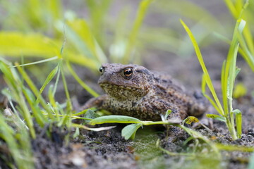 common toad
