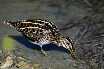 Common snipe // Bekassine (Gallinago gallinago)