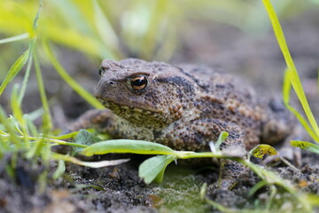 common toad