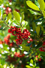 Holly branches with glossy green leaves and clusters of vibrant red berries, captured in sunlight. The image highlights the natural beauty and color contrast of the holly plant.